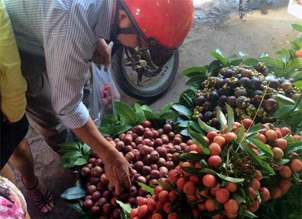 Mận hậu, mận hậu Bắc Hà, Tết Đoan ngọ, tăng giá, tích trữ, hoa quả, mận cuối mùa, mận-hậu, mận-hậu-Bắc-Hà, Tết-Đoan-ngọ, tăng-giá, tích-trữ, hoa-quả, mận-cuối-mùa