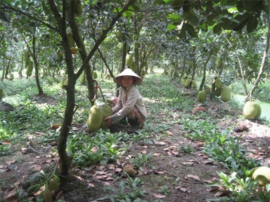 Mít Thái trúng mùa nhưng người dân như đang ngồi trên... đống lửa