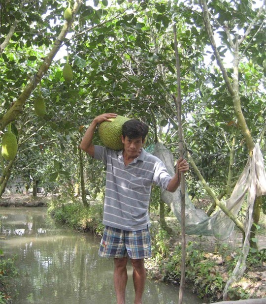 Một trái mít cả chục ký nhưng bán được số tiền bằng... một tô hủ tiếu bình dân