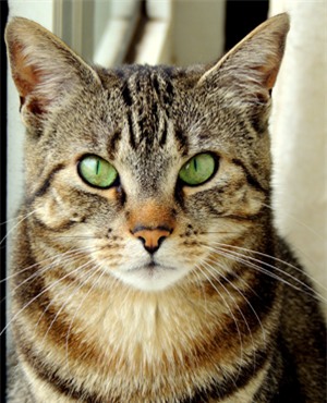 Tức giận vì bị mèo của bạn trai cắn cô gái đã cắn và đánh đập lại anh này không ngừng. Ảnh: Shutter stock