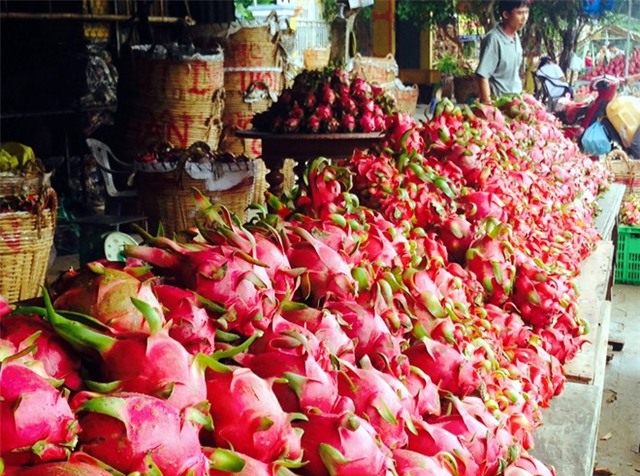 Một số hình ảnh thanh long 2.000 đồng/kg