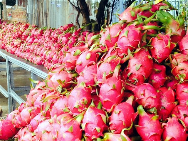 Một số hình ảnh thanh long 2.000 đồng/kg