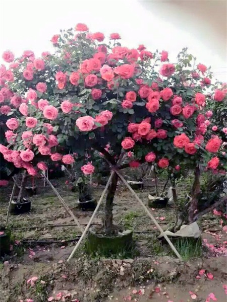Hoa hồng, tree rose, hồng ghép, Trung Quốc, Anh, Thái Lan, săn mua, bông to, hặt hàng, dân giàu, Hà nội, đắt đỏ, hoa-hồng, tree-rose, hồng-ghép, Trung-Quốc, đặt-hàng, Hà-Nội, đắt-đỏ