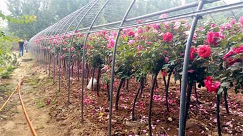 Hoa hồng, tree rose, hồng ghép, Trung Quốc, Anh, Thái Lan, săn mua, bông to, hặt hàng, dân giàu, Hà nội, đắt đỏ, hoa-hồng, tree-rose, hồng-ghép, Trung-Quốc, đặt-hàng, Hà-Nội, đắt-đỏ