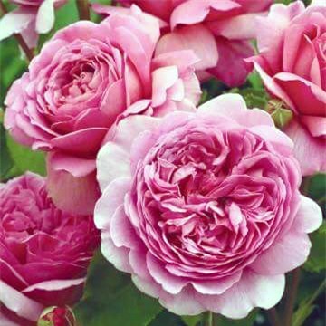 Hoa hồng, tree rose, hồng ghép, Trung Quốc, Anh, Thái Lan, săn mua, bông to, hặt hàng, dân giàu, Hà nội, đắt đỏ, hoa-hồng, tree-rose, hồng-ghép, Trung-Quốc, đặt-hàng, Hà-Nội, đắt-đỏ