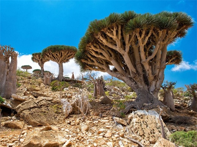 Vịnh Hạ Long, Phong Nha, kỳ quan