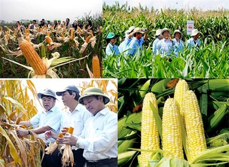 Ngô giống, ngô biến đổi gen, Mộc Châu, trồng ngô, ruộng ngô, nông nghiệp, cục trồng trọt, trồng cây, Ngô-giống, ngô-biến-đổi-gen, Mộc-Châu, trồng-ngô, ruộng-ngô, nông-nghiệp, cục-trồng-trọt, trồng-cây,