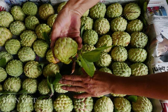 Lạng Sơn, Đồng Bành, chợ na, dài nhất, na khủng, biên giới, tiểu thương, Lạng-Sơn, Đồng-Bành, chợ-na, dài-nhất, na-khủng, biên-giới, tiểu-thương,