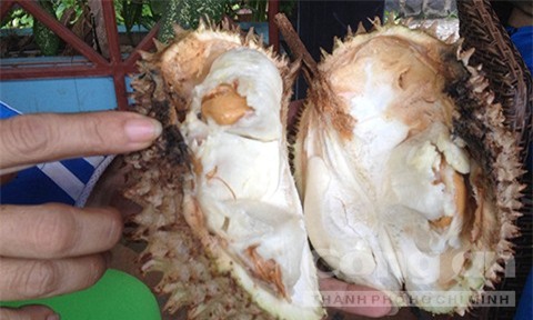 Trái sầu riêng bà Hoa mua về bị thối nũng.