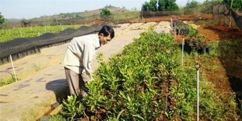 Dù chưa có chủ trương của tỉnh nhưng nhiều hộ dân ở xã Vĩnh Sơn đã “vượt rào” trồng mắc ca với hy vọng đổi đời.