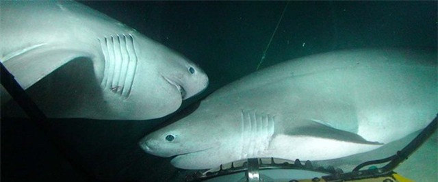 Với 500 USD, du khách sẽ được xuống độ sâu 300 m, ngắm các loài hải quỳ, cỏ chân ngỗng và các dải san hô khổng lồ... Với 1.500 USD, bạn sẽ có cơ hội ngắm cá mập 6 mang ở độ sâu 450 m.