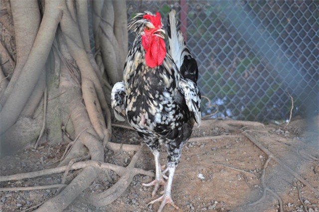 bi quyet bo tui hang tram trieu tu nuoi ga quy phi - 1