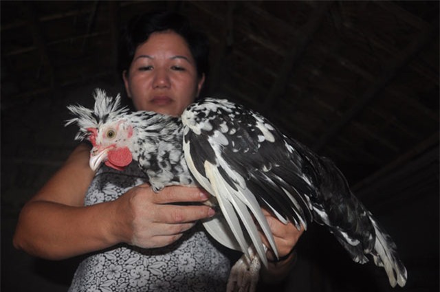 bi quyet bo tui hang tram trieu tu nuoi ga quy phi - 5