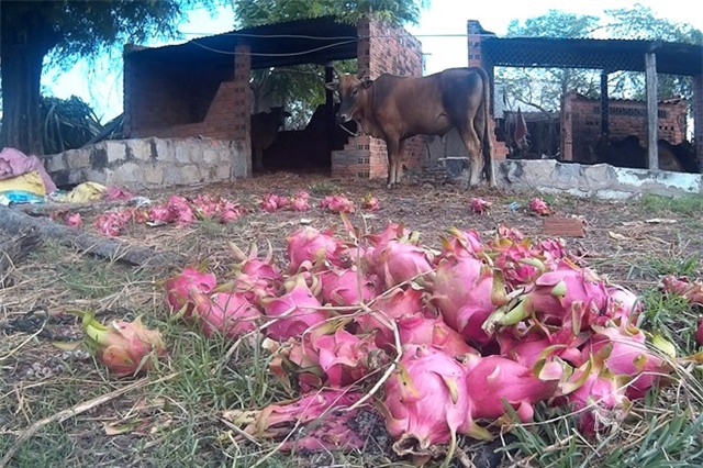 Thanh long rớt giá, nông dân Bình Thuận đổ cho bò ăn