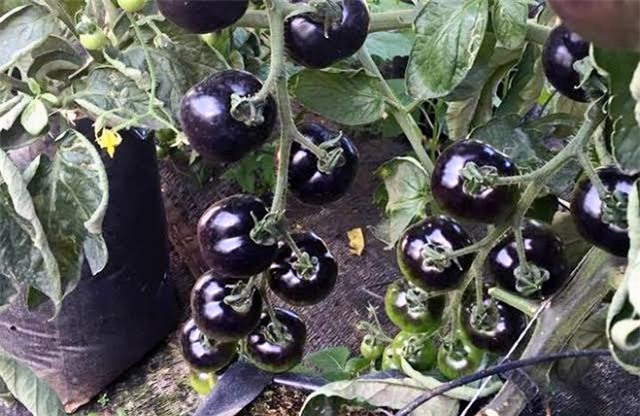 Cà chua lạ, cà chua đen, cà chua chocolate, cà chua vàng, cà chua đỏ, đắt đỏ, hàng hiếm, khan hàng, cà-chua-lạ, cà-chua-đen, cà-chua-chocolate, cà-chua-vàng, cà-chua-đỏ, đắt-đỏ, đặt-hàng