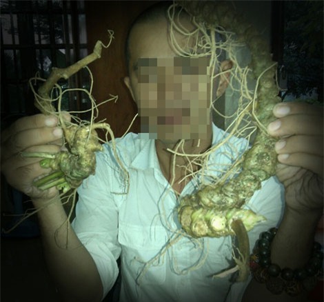 sâm giả, sâm rác, sâm Ngọc Linh, sâm quý, thần dược, dân buôn, thương lái, sâm-giả, sâm-rác, sâm-Ngọc-Linh, sâm-quý, thần-dược, dân-buôn, thương-lái,