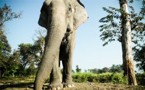 an do: voi giam chet nguoi tap the duc buoi sang - 1