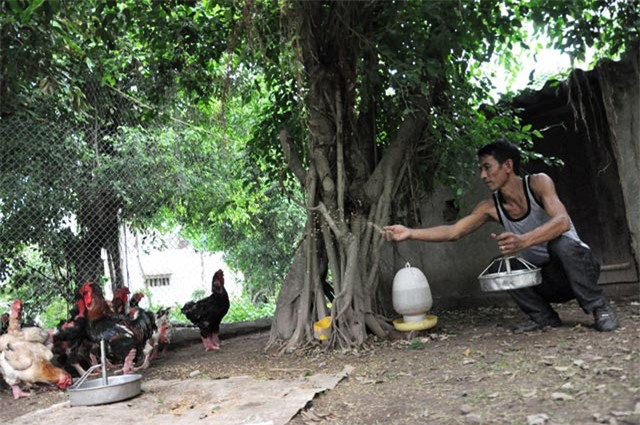 chiem nguong ga dong tao co vay, mong rong quy hiem - 10