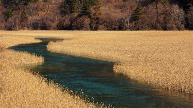 Hồ Lư Vi là một đầm lầy có chiều dài 1375 mét với dòng suối xanh ngọc rõ ràng hình zig-zac được che phủ bởi tán lau sậy. Sự tương phản đặc biệt nổi bật trong mùa thu khi lau sậy chuyển sang màu vàng. Ảnh: Sina
