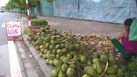 dừa xiêm, đổ đống, giá rẻ, vỉa hè, Hà Nội, thương lái, thu mua, dừa-xiêm, đổ-đống, giá-rẻ, vỉa-hè, Hà-Nội, thương-lái, thu-mua,
