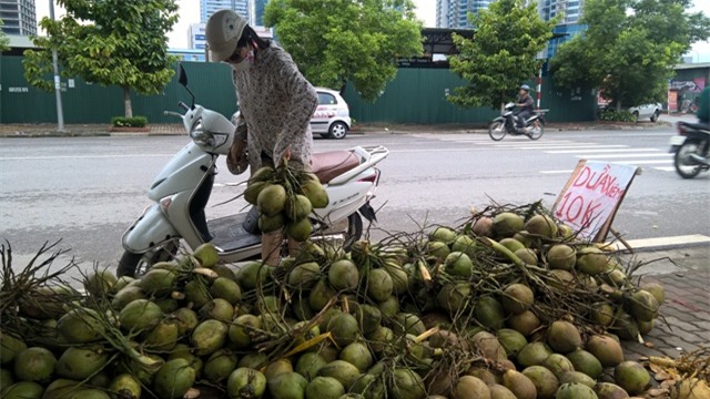 dừa xiêm, đổ đống, giá rẻ, vỉa hè, Hà Nội, thương lái, thu mua, dừa-xiêm, đổ-đống, giá-rẻ, vỉa-hè, Hà-Nội, thương-lái, thu-mua,