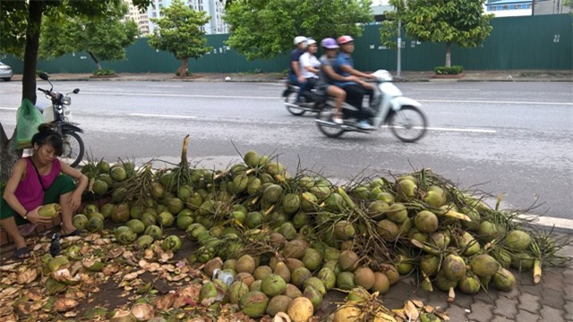 dừa xiêm, đổ đống, giá rẻ, vỉa hè, Hà Nội, thương lái, thu mua, dừa-xiêm, đổ-đống, giá-rẻ, vỉa-hè, Hà-Nội, thương-lái, thu-mua,