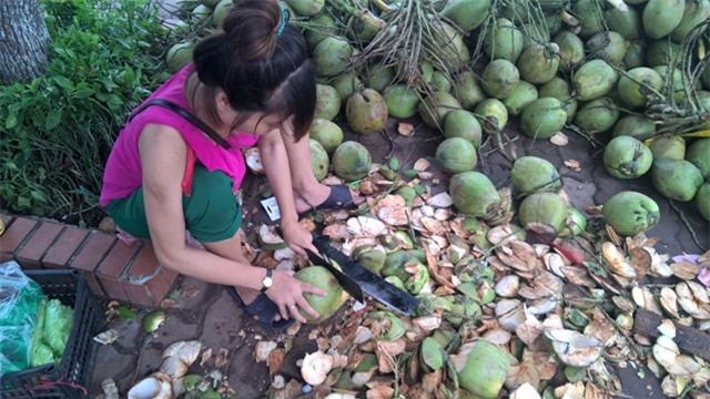 dừa xiêm, đổ đống, giá rẻ, vỉa hè, Hà Nội, thương lái, thu mua, dừa-xiêm, đổ-đống, giá-rẻ, vỉa-hè, Hà-Nội, thương-lái, thu-mua,