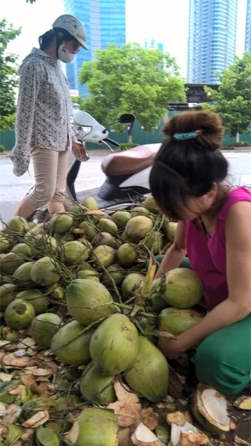 dừa xiêm, đổ đống, giá rẻ, vỉa hè, Hà Nội, thương lái, thu mua, dừa-xiêm, đổ-đống, giá-rẻ, vỉa-hè, Hà-Nội, thương-lái, thu-mua,