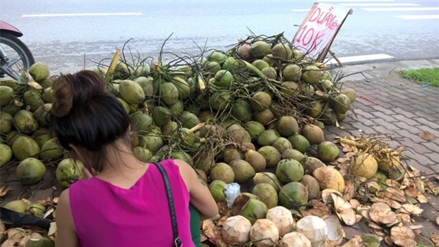 dừa xiêm, đổ đống, giá rẻ, vỉa hè, Hà Nội, thương lái, thu mua, dừa-xiêm, đổ-đống, giá-rẻ, vỉa-hè, Hà-Nội, thương-lái, thu-mua,