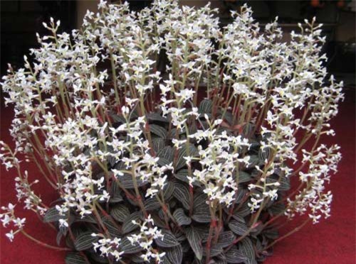Lan kim tuyến, thần dược