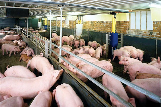 Chăn nuôi, gia cầm, thịt bò, thịt lợn, nhập khẩu, doanh nghiệp, TPP, hiệp định, Mỹ, nông nghiệp, nông dân, chăn-nuôi, gia-cầm, thịt-bò, thịt-lợn, nhập-khẩu, doanh-nghiệp, hiệp-định, nông-nghiệp, nông-dân