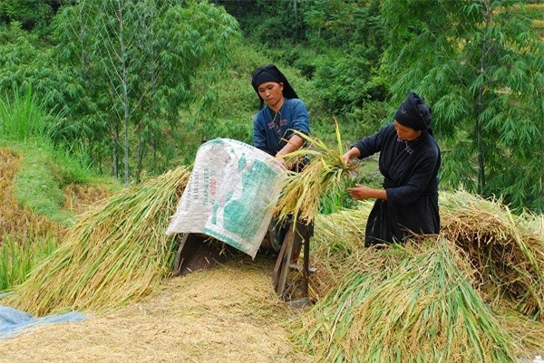 Hà Giang đẹp nao lòng mùa lúa chín