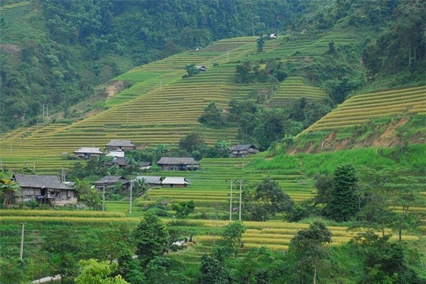 Hà Giang đẹp nao lòng mùa lúa chín