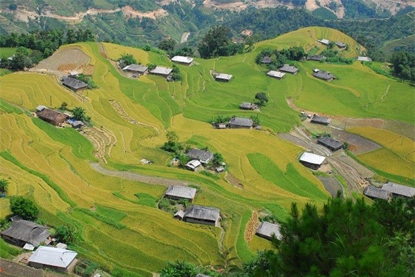 Hà Giang đẹp nao lòng mùa lúa chín