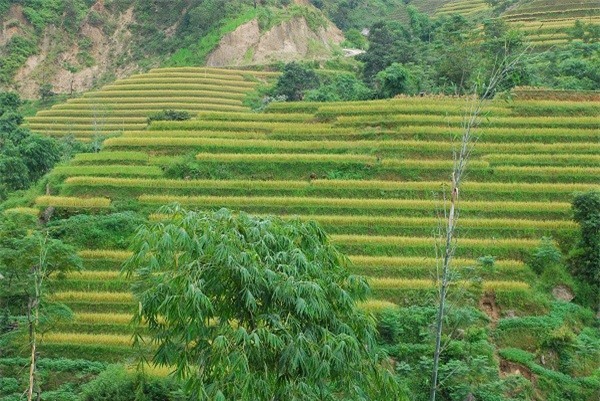 Hà Giang đẹp nao lòng mùa lúa chín