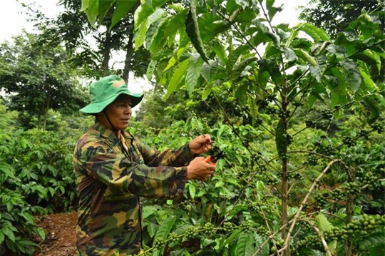 Phần lớn diện tích cây cà phê ở các công ty do người dân bỏ vốn trồng, chăm sóc nhưng vẫn phải nộp sản lượng cao