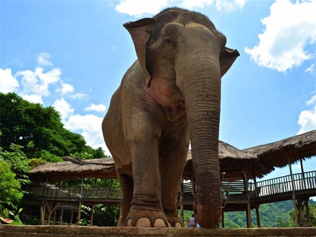 Thái Lan có các công viên hay các khu bảo tồn voi như Công viên Voi ở Chiang Mai. Tuy nhiên, ở đây du khách chỉ có thể tiếp cận các con voi chứ không được cưỡi chúng. 