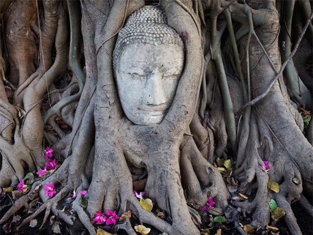 Wat Mahathat nằm trong Công viên lịch sử Ayutthaya có các di tích của một tu viện Phật giáo. Đầu Phật được bao bọc trong rễ cây là một điểm tham quan nổi tiếng ở đây.