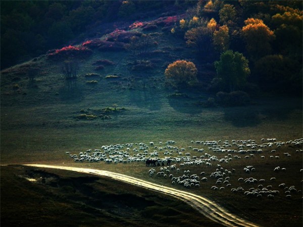 Xa xa là những đàn ngựa, đàn dê thảnh thơi gặm cỏ.