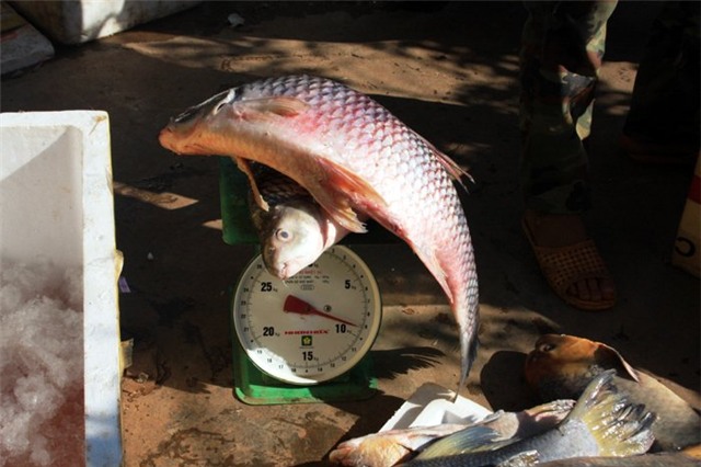 cá anh vũ, cá anh vũ Campuchia, Đức Cơ, ươn thối, đặc sản, Gia Lai, khách hàng, cá-anh-vũ, cá-anh-vũ-Campuchia