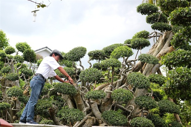 Chủ cặp khế 300 tuổi rao bán vườn kiểng giá 170 tỷ đồng