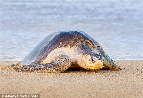 2C56A1D500000578-3234906-Olive_ridley_sea_turtles_have_one_of_the_most_extraordinary_nest-a-50_1442317498804-03da9