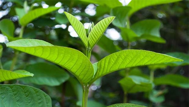 12 thực phẩm chữa đau răng