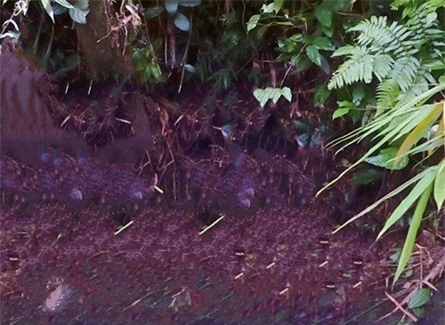 Bụi cây nơi anh Luân bị bắn chết