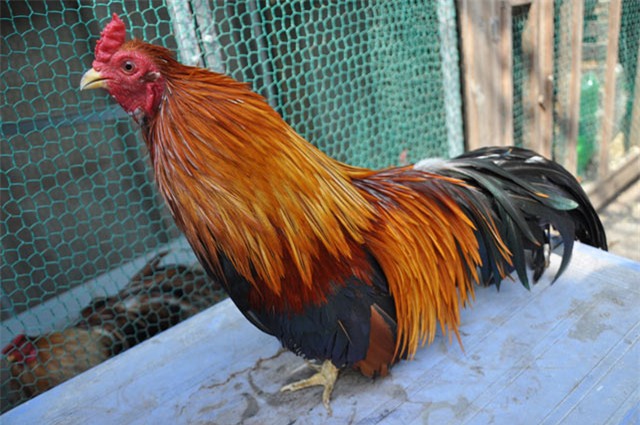 gà quý