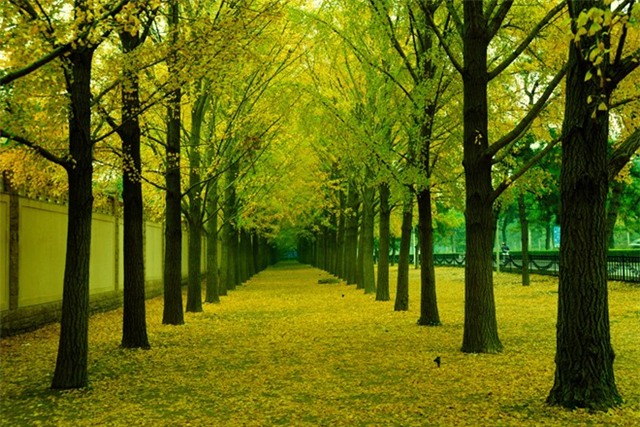 Tháng 9 về, lá cây trên đường phố Bắc Kinh bắt đầu ngả sắc, từ xanh sang vàng... Đấy là lúc thu đã về, hơi thu đang lẩn khuất trên từng ngõ phố...Ảnh: Ifeng