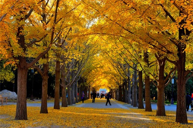 Công viên Địa Đàn (Ditan Gongyuan). Theo sử sách ghi chép lại, Địa Đàn có rất nhiều Ngân hạnh cổ, được trồng từ khi xây dựng công viên (năm 1530) nên mùa thu nơi đây không chỉ đẹp mà còn mang ý nghĩa lịch sử. Ảnh: Sina