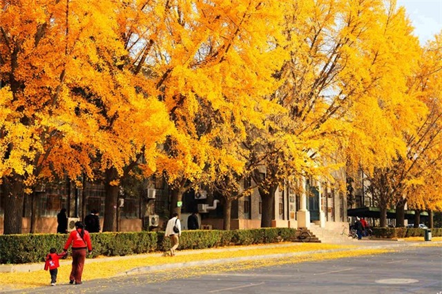 Thanh Hoa có rất nhiều kiến trúc với những phong cách khác nhau, từ cổ chí kim, từ Đông sang Tây đủ cả. Chính nét riêng của nơi đây khiến sắc vàng của Ngân hạnh, khiến hơi thở của mùa thu thêm nhiều dư vị khác biệt. Ảnh: Ifeng