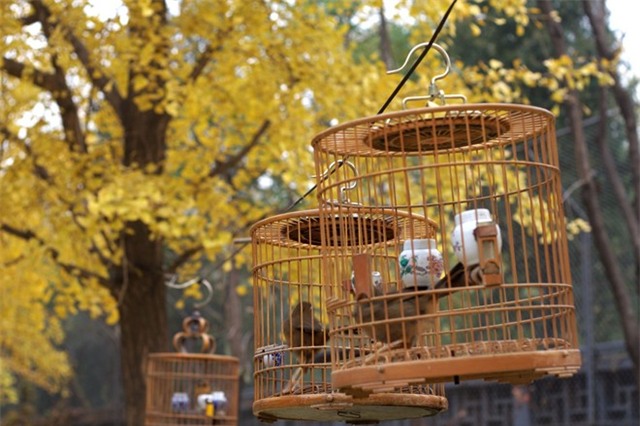 Tiếc thay, thu về thường chóng vánh.... Nhưng có lẽ vì ngắn ngủi nên quãng thời gian này lại càng khiến người ta phải nâng niu và yêu thương hơn rất nhiều...Ảnh: Ifeng