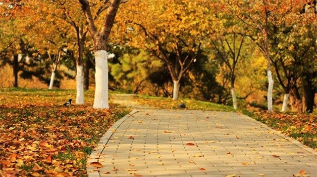 Đường Ngân Hạnh ở khu Điếu Ngư Đài. Ngân hạnh là loại cây đặc biệt của mùa thu, được trồng tại nhiều nơi khắp thủ đô Bắc Kinh, nhưng người dân địa phương luôn cho rằng Ngân hạnh ở khu Điếu Ngư Đài đẹp nhất và là biểu tượng của mảnh đất này khi thu sang. Ảnh: Ifeng